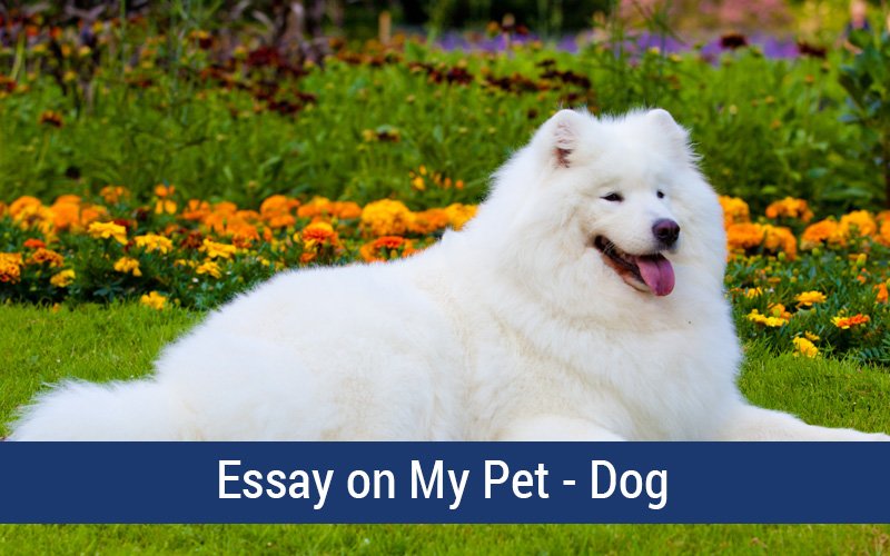 Essay on My Pet Dog for Class2, Class3, Class4 Children