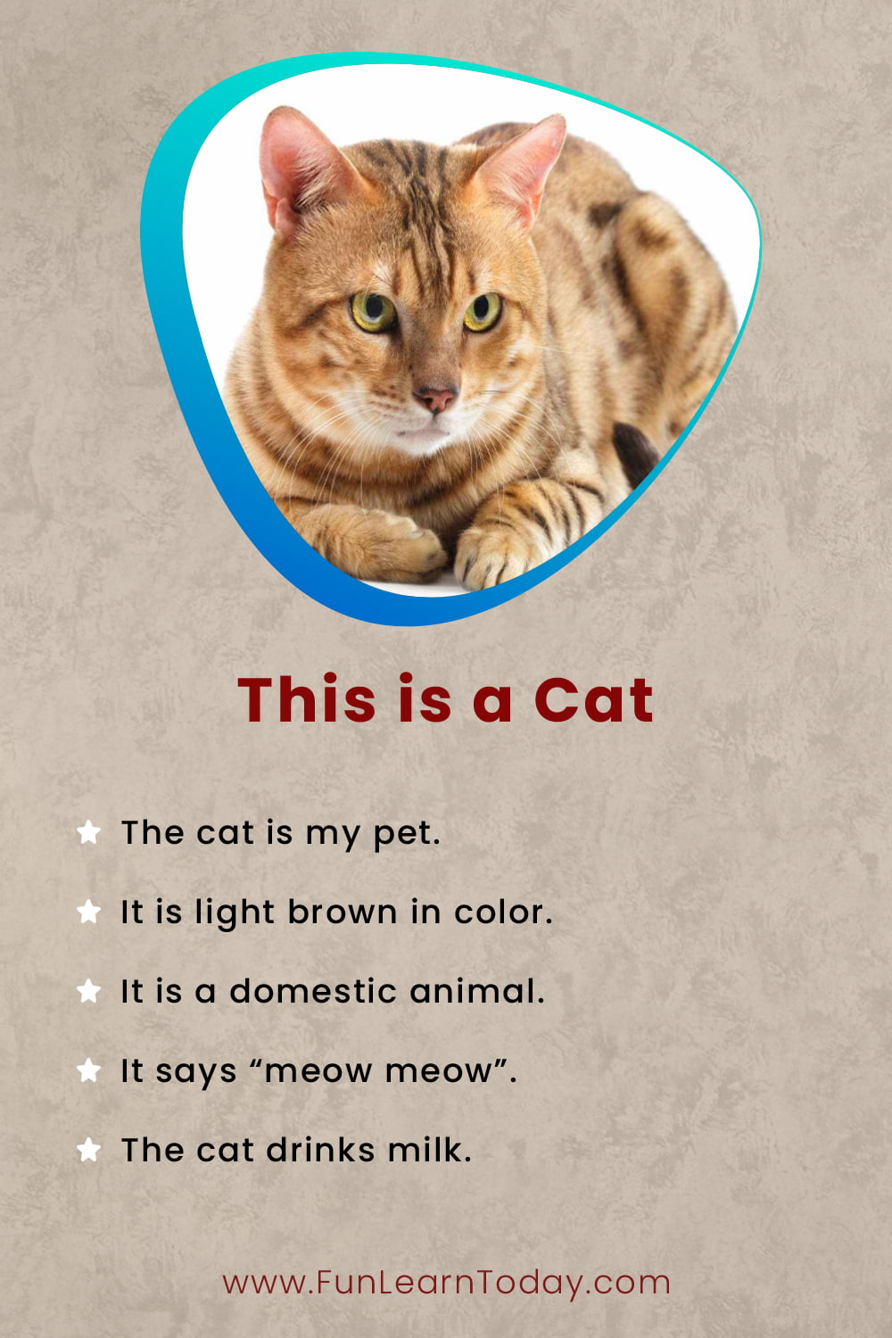 This is a cat