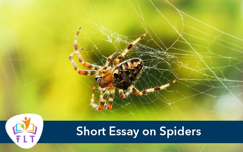 Short Essay on Spiders