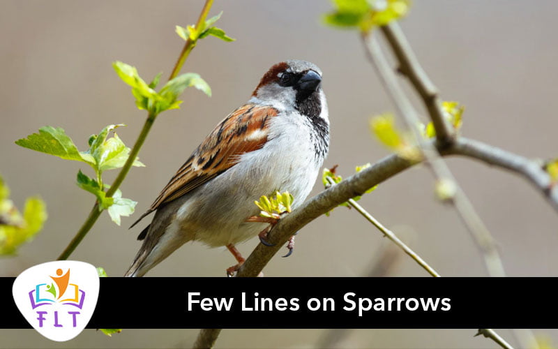 Few Lines on Sparrows