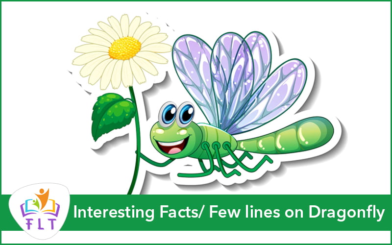 Interesting Facts/ Essay/ Few lines on Dragonfly